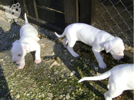 Ντόγκο Αρτζεντίνο – 380 euro